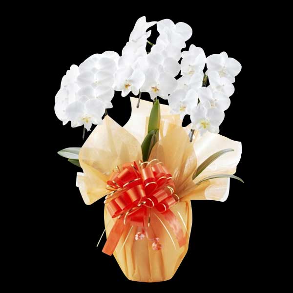 白ミディ胡蝶蘭 3本立て (ラッピング:ゴールド系) ▲