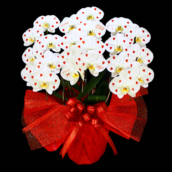 n[gӒuibhjibsOFԌnj@