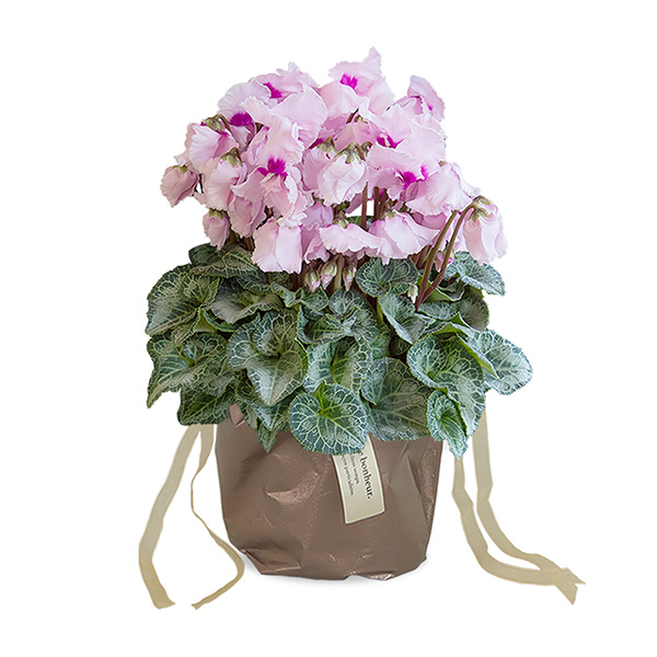 Ε遜qBLANC hanna/unir@VN@t炫