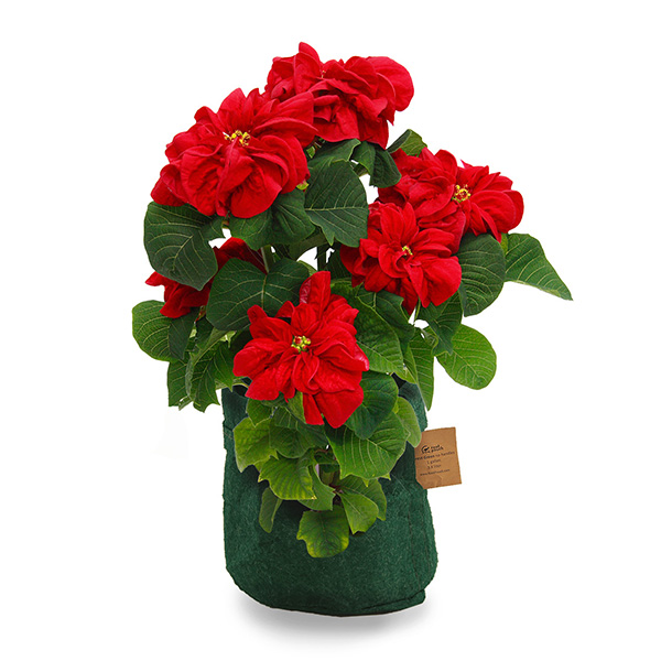 Ε遜qBLANC hanna/unir@|CZ`A@EB^[[Y