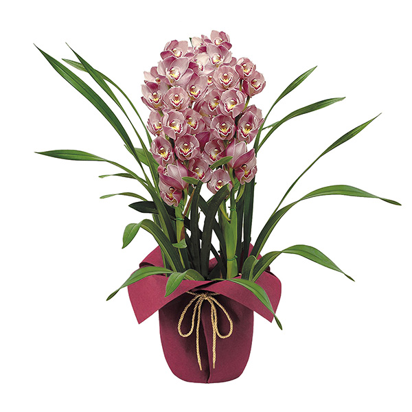 Ε遜qBLANC hanna/unir@VrW[