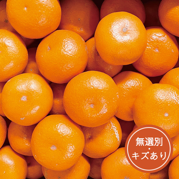 39.◇和歌山県産 内田さん家の田村みかん