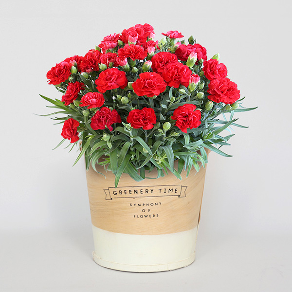 ����̓��qhanna/�n���i�r�����@�J�[�l�[�V����/���b�h�@�n���h�N���[���Z�b�g