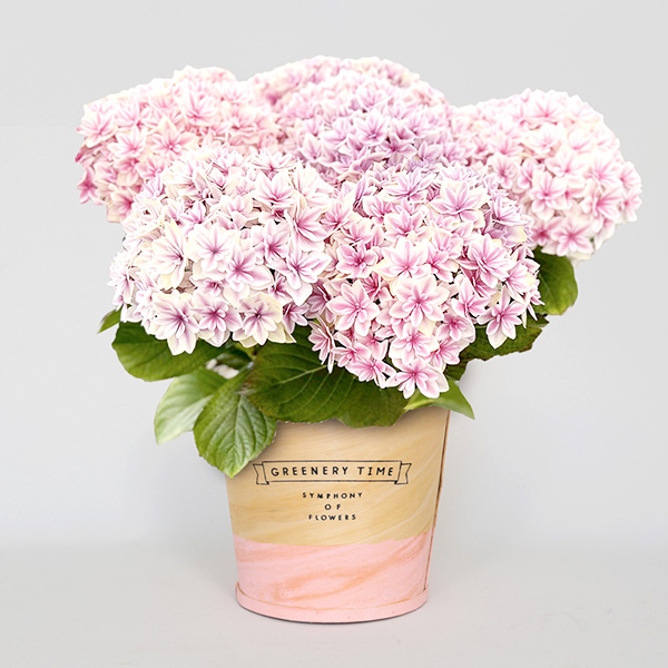 ����̓��qhanna/�n���i�r�����@�A�W�T�C/�s���N