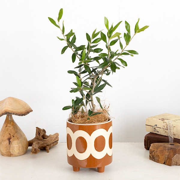 ����̓��qhanna/�n���i�r�����@�I���[�u