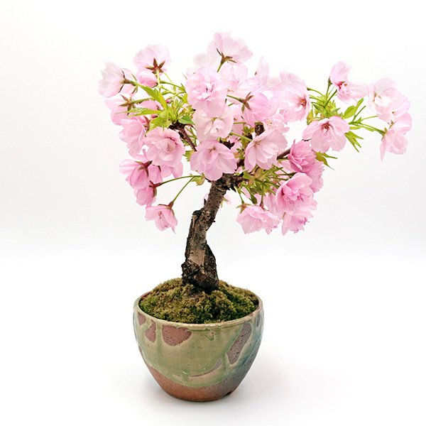 ふるさと納税 奈良県香芝市〉【季節限定】桜盆栽｜近鉄百貨店ネット