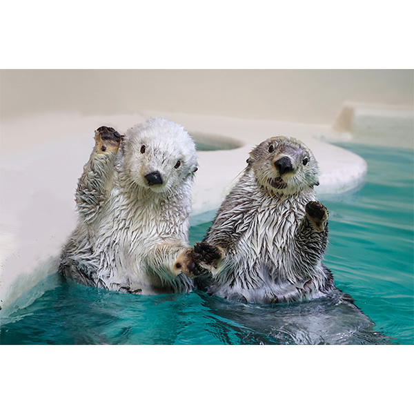 ふるさと納税 三重県鳥羽市〉鳥羽水族館 年間パスポート 大人｜近鉄
