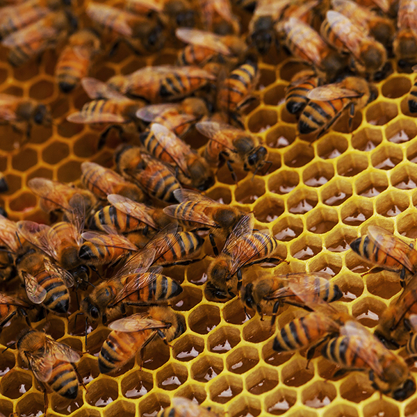 ÓX戵iqy{IrꌧYSԖI@450g