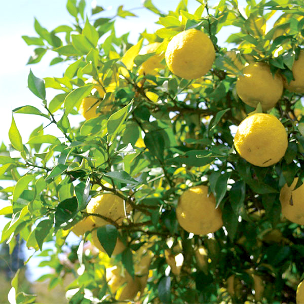 ◇草津店取扱い商品〈ヤサカアレルノン〉リセゆず味100gパック 14個セット