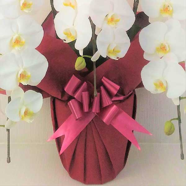 白ミディ胡蝶蘭 3本立て (ラッピング:赤系) ▲