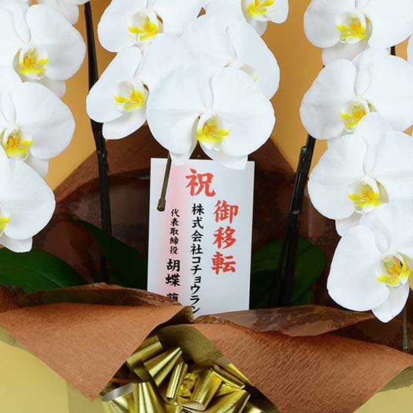 白ミディ胡蝶蘭 3本立て (ラッピング:ゴールド系) ▲