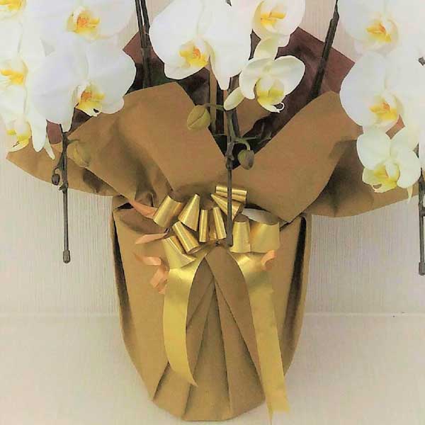 白ミディ胡蝶蘭 3本立て (ラッピング:ゴールド系) ▲