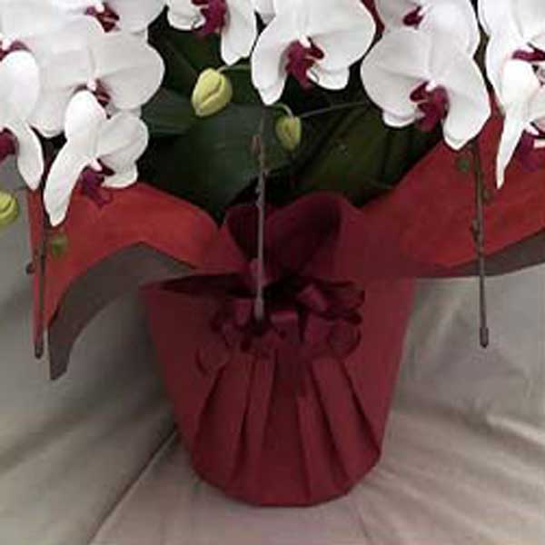 プレミアム胡蝶蘭 白大輪 3本立て L (ラッピング:赤系) ▲