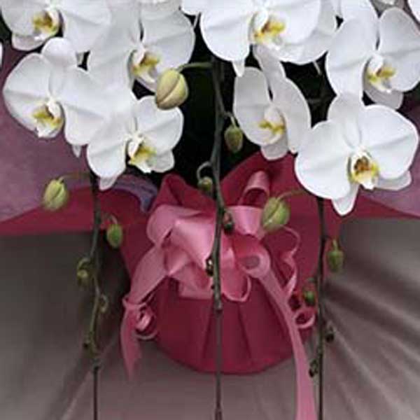 プレミアム胡蝶蘭 白大輪 5本立て L (ラッピング:ピンク系) ▲