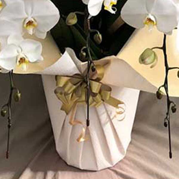 プレミアム胡蝶蘭 白大輪 5本立て L (ラッピング:白系) ▲