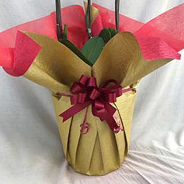 プレミアム胡蝶蘭 白大輪 5本立て L (ラッピング:ゴールド系) ▲