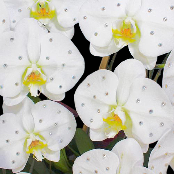 NX^rW[Ӓ@ibsOFS[hnj@