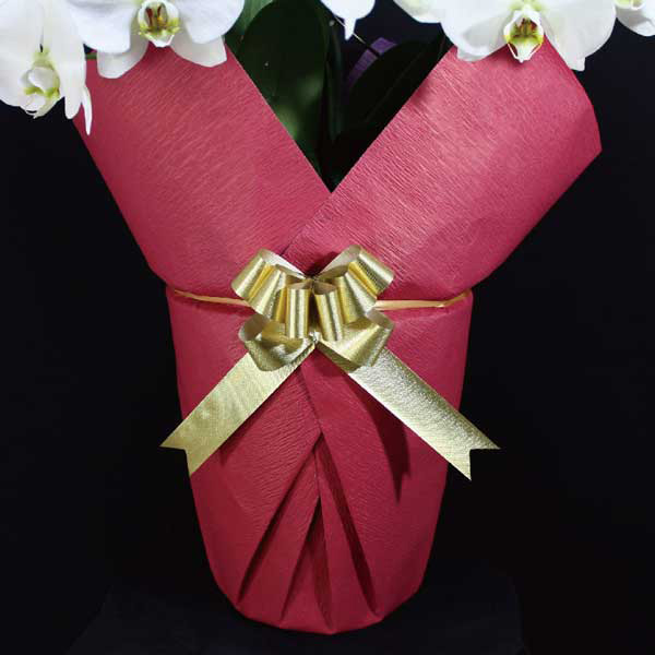 n[gӒuibhjibsOFԌnj@