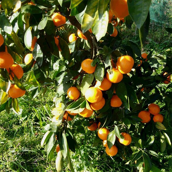 ޗǓX戵iqirodori kintetsurfނ̖킢 ݂̃W