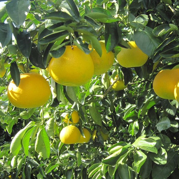 ޗǓX戵iqirodori kintetsurÂT ̃W