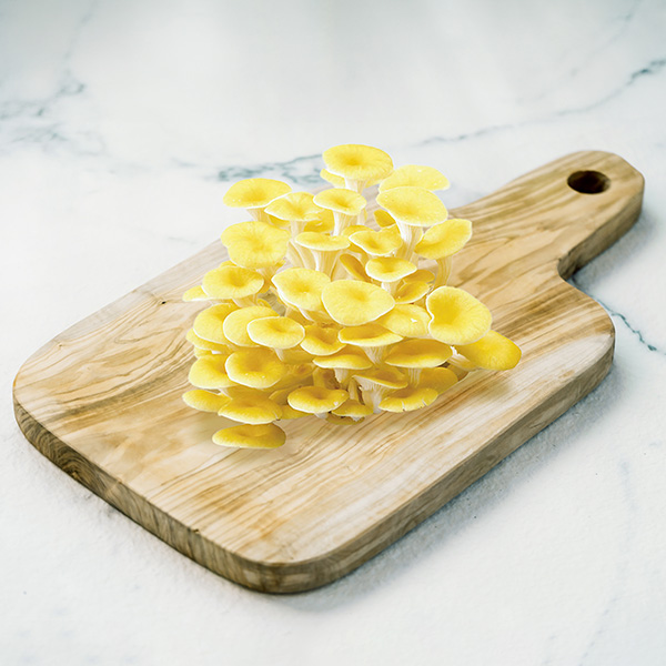 〈BIJEL/ビジェル〉シーセラ ディープミストシャワー