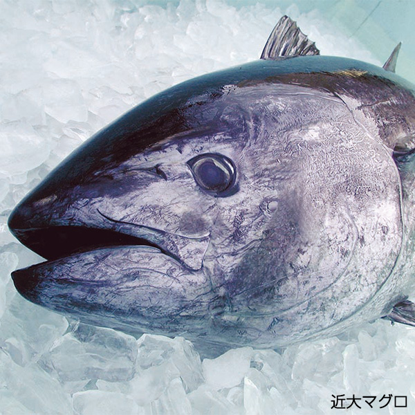 y1231͂zy102zuߑ喡߂肨v QlpAd(aEmE)