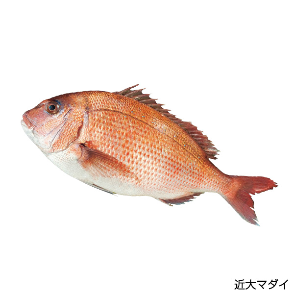 y1231͂zy102zuߑ喡߂肨v QlpAd(aEmE)