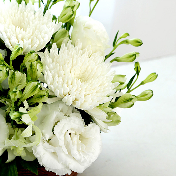 qBLANC hanna/unir̉ԁuȂ݁v