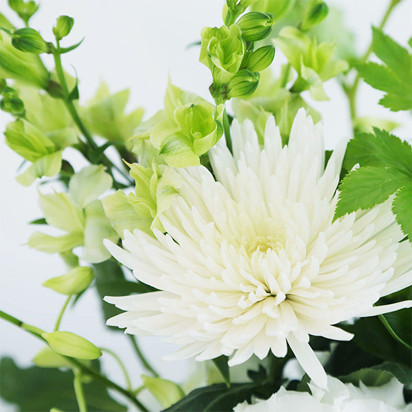 qBLANC hanna/unir̉ԁûv