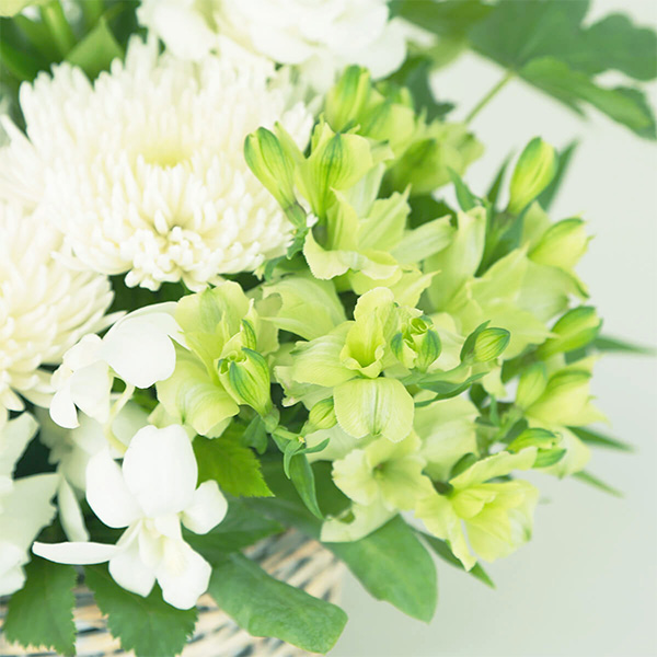 qBLANC hanna/unir̉ԁûv