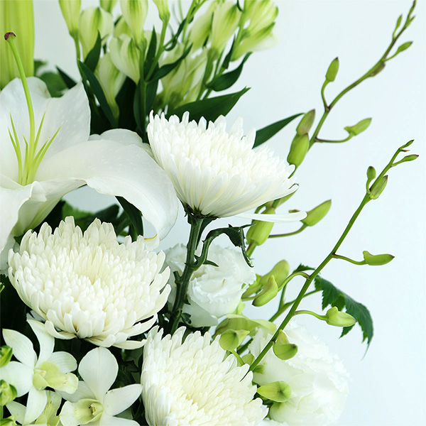 qBLANC hanna/unir̉ԁuЂv