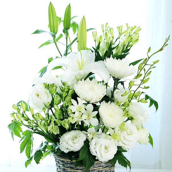 qBLANC hanna/unir̉ԁuЂv