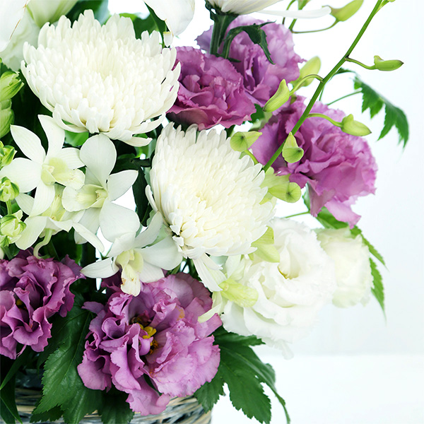 qBLANC hanna/unir̉ԁuЂvJ[^Cv