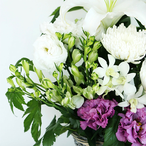 qBLANC hanna/unir̉ԁuЂvJ[^Cv