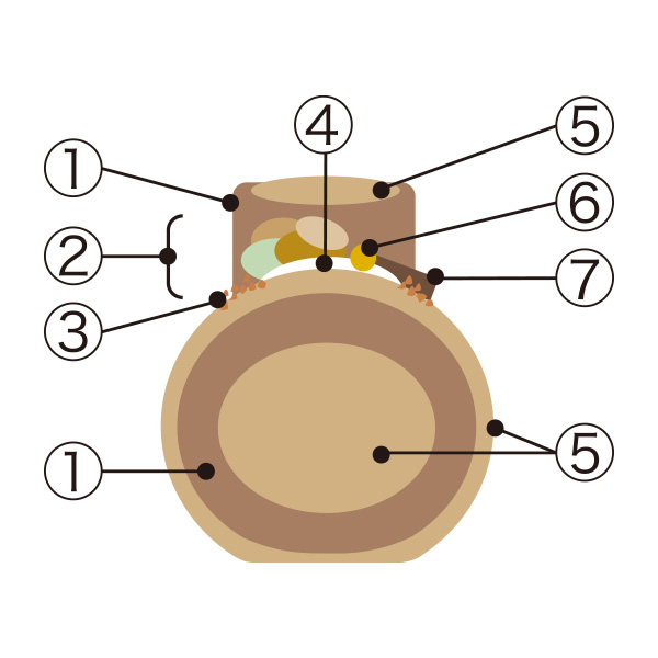 55.LzP[LqpeBX[ VF[rubVEhEmG