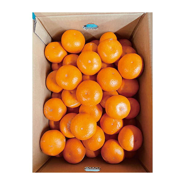 39.◇和歌山県産 内田さん家の田村みかん