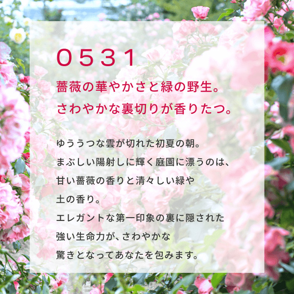 �qCHEF de BEAUTE/�V�F�t �h �{�[�e�r�X�L���t���O�����X0531