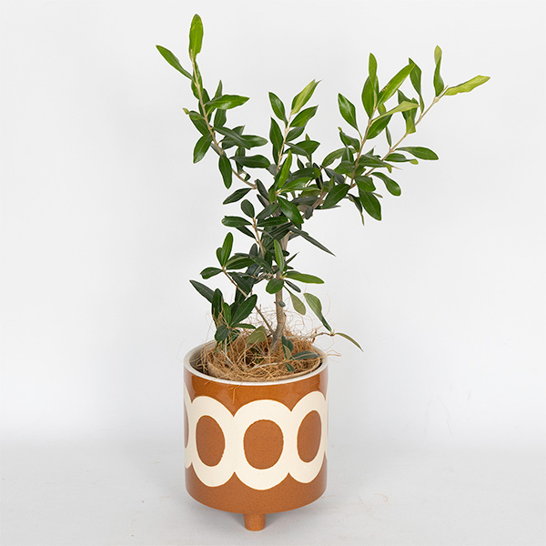 ����̓��qhanna/�n���i�r�����@�I���[�u