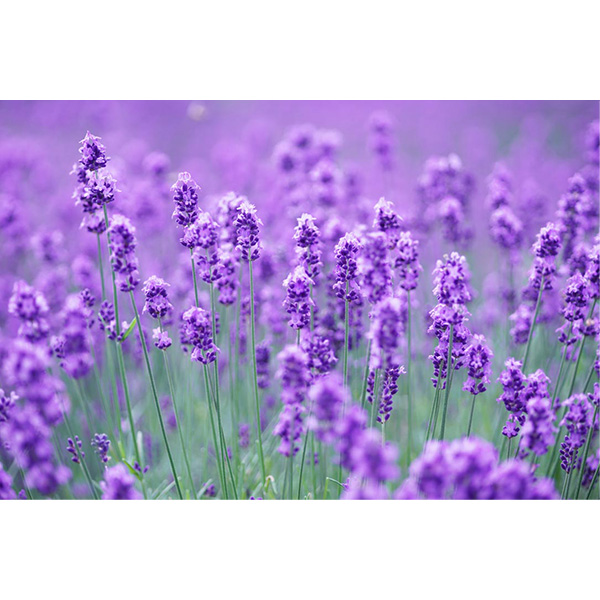 �qSAVON de SIESTA/�T�{���E�f�E�V�G�X�^�r���x���_�[�Ό�