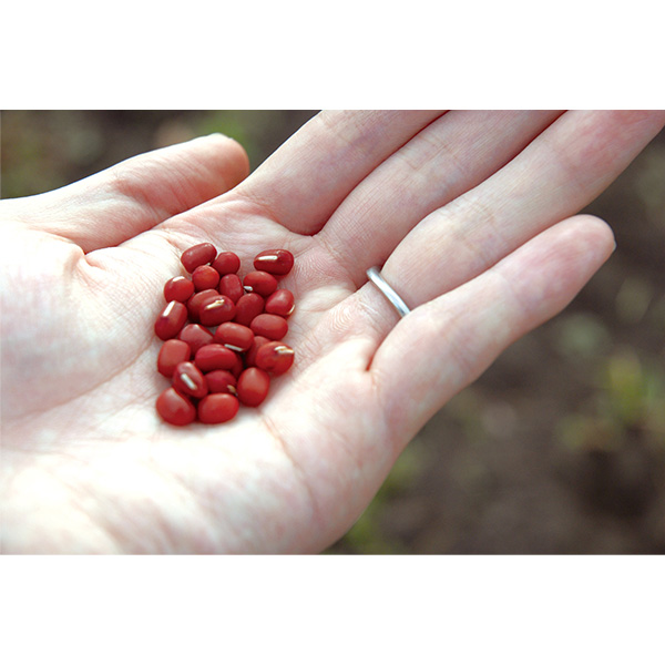 �qSAVON de SIESTA/�T�{���E�f�E�V�G�X�^�r�������Ό�