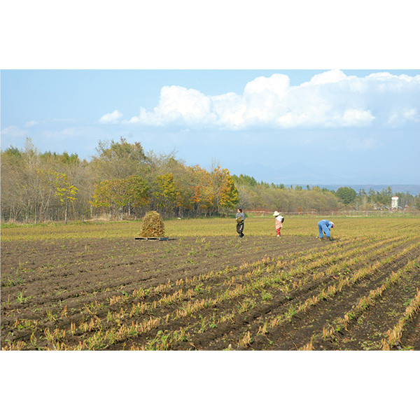 �qSAVON de SIESTA/�T�{���E�f�E�V�G�X�^�r�������Ό�