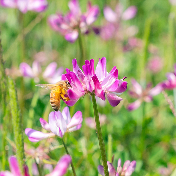 �� �n���J�X�j�b�|�������� �������qBEE CONNECT�r�M�t�g3�{�Z�b�g