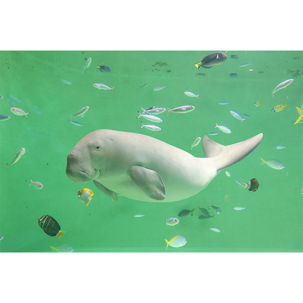 ふるさと納税 三重県鳥羽市〉鳥羽水族館 年間パスポート 大人｜近鉄