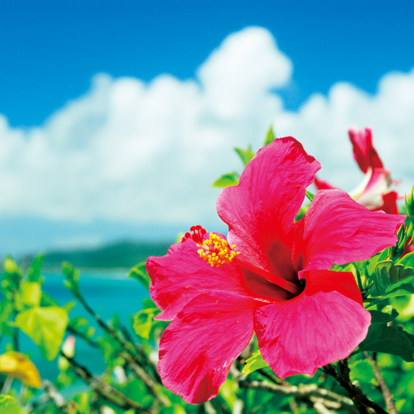 Ί_ ʓ؂ԂԐHה׃Zbg