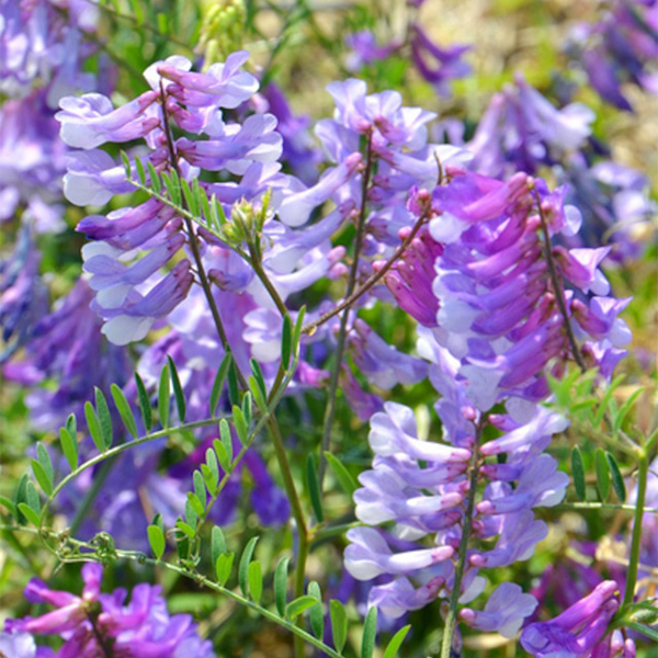 ޗǓX戵iqނ낤݂͂rwA[xb`@130g