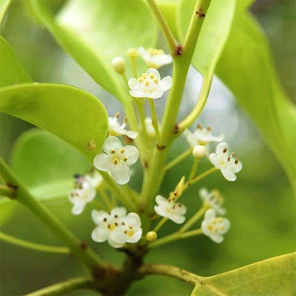 ޗǓX戵iqނ낤݂͂r悲(~)@130g