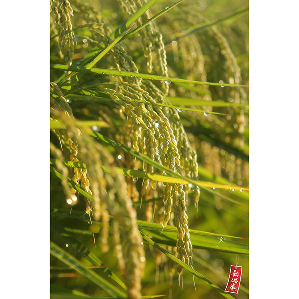 ߘa7NY VYiJAwjЂ5kg×1