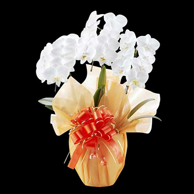 ~fBӒ@3{ā@(bsOFsNnj@