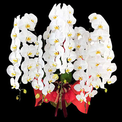 プレミアム胡蝶蘭 白大輪 5本立て L (ラッピング:ゴールド系) ▲