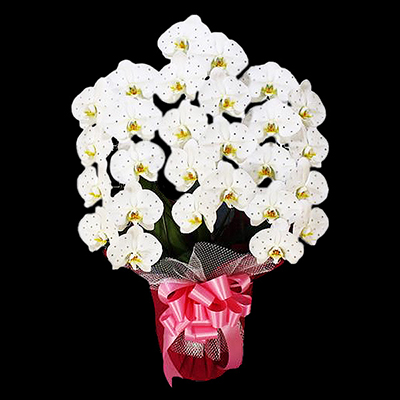 NX^rW[Ӓ@ibsOFS[hnj@